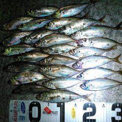 数釣り　アジ編